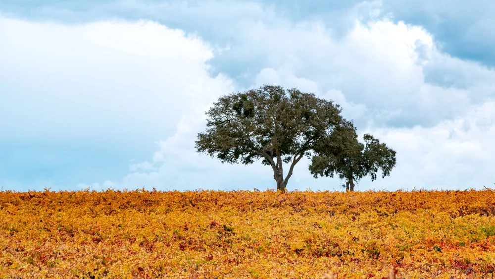 A vineyard with trees under a cloudy sky in Paso Robles, California