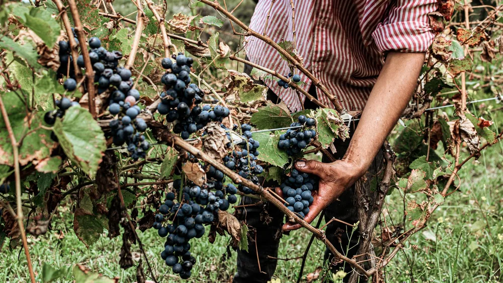 A vineyard worker harvesting ripe grapes by hand, showcasing agricultural practices