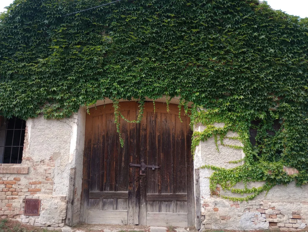A vintage barn door covered with lush green ivy vines creates a rustic and natural ambiance