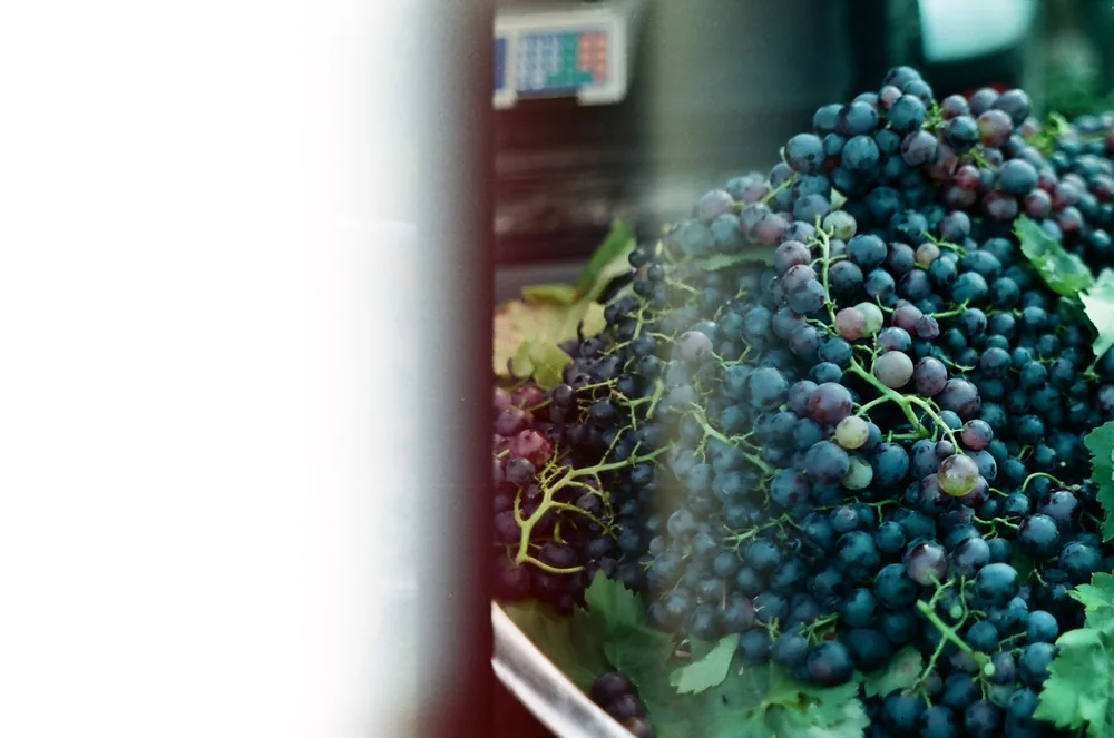 A vivid close-up of a bunch of blue grapes stacked against green leaves, highlighted by natural light