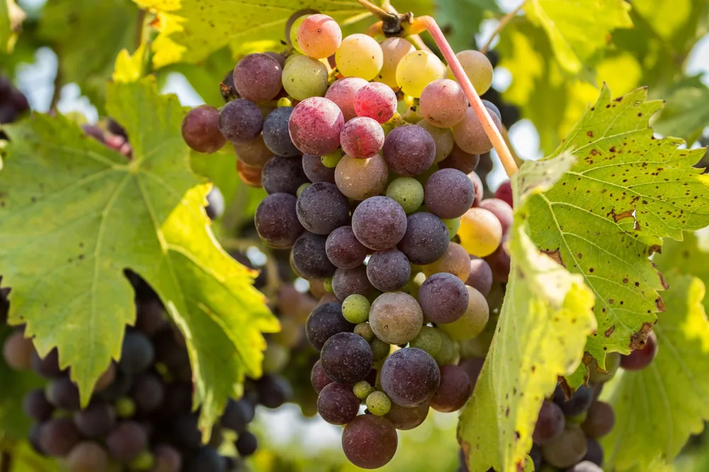 A vivid close-up of colorful ripe grapes hanging in a sunny vineyard, surrounded by lush green leaves