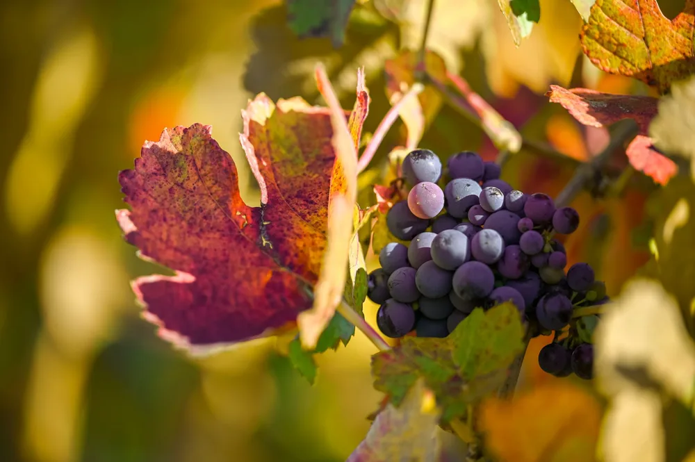 A vivid close-up of purple grapes hanging on vine amidst colorful leaves in a vineyard