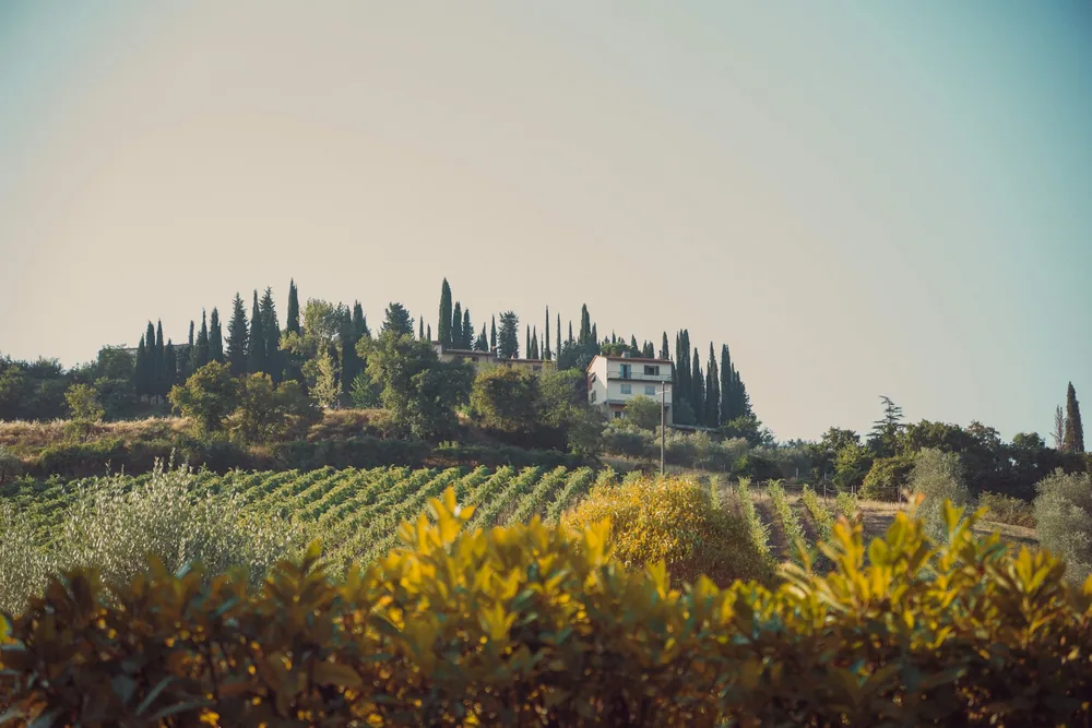 A white house on a hill above rows of grapevines and tall cypress trees