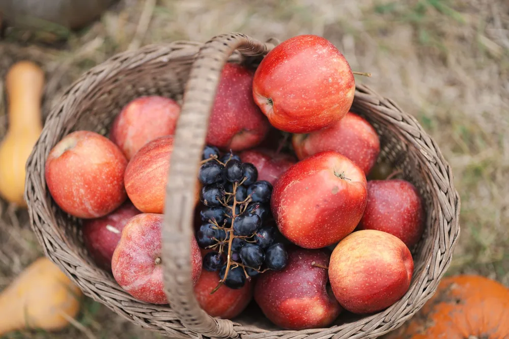 A wicker basket filled with ripe red apples and dark grapes captures the essence of an autumn harvest