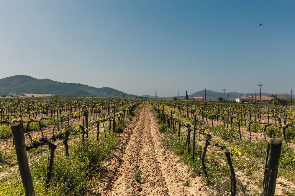 A wide view of a vineyard under a clear blue sky, captured in daylight with mountains in the background
