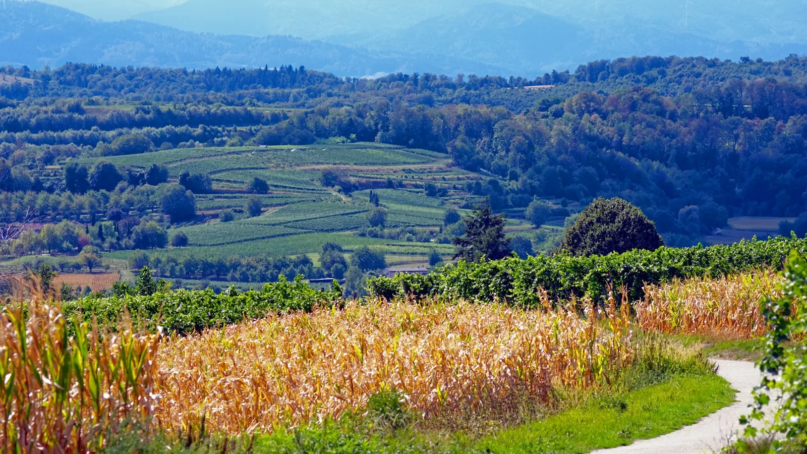 A winding path through a cornfield with rolling hills and vineyards in the distance