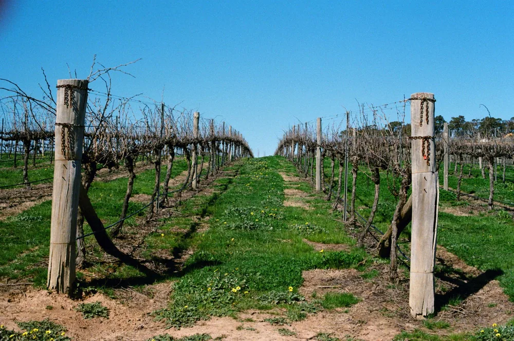 A winter vineyard scene showing symmetrical rows of dormant grapevines under a bright blue sky