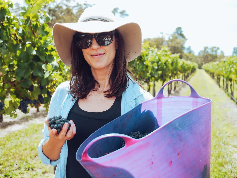 A woman enjoying grape harvest in a sunny vineyard, wearing sunglasses and a hat, holding grapes in a basket