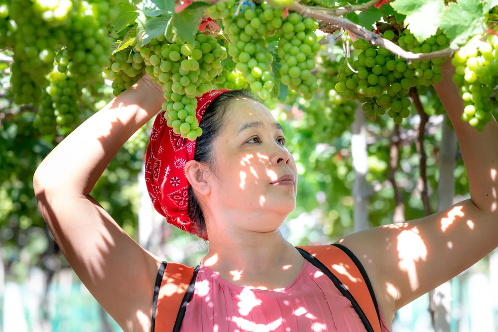 A woman in a bandana picking grapes in a lush, sunlit vineyard