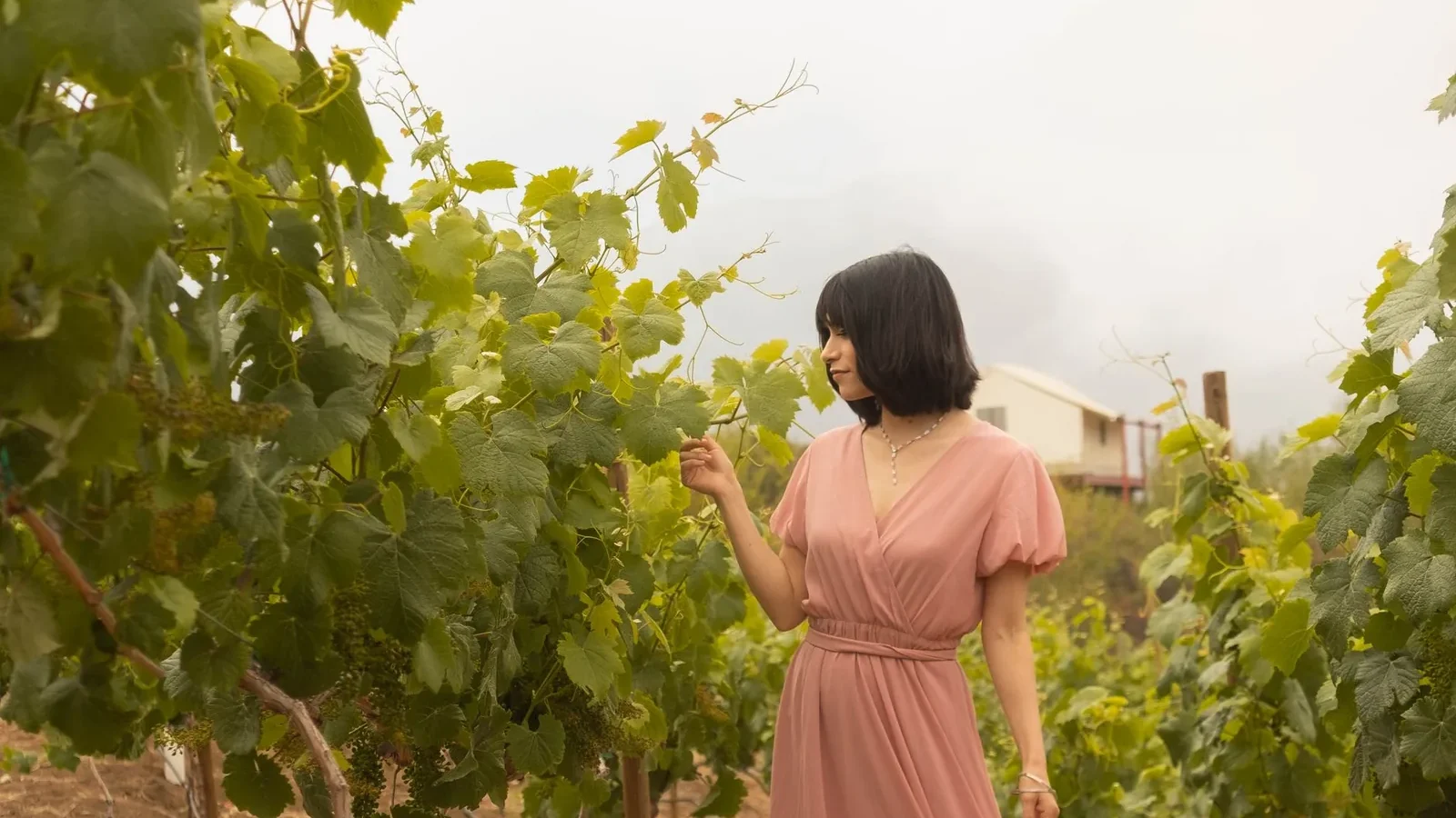 A woman in a pink dress walks through a lush vineyard, surrounded by green grapevines on a cloudy day