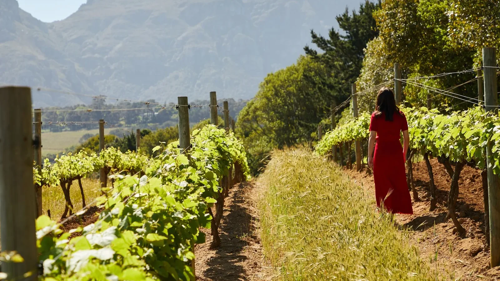 A woman in a red dress walks down a vineyard pathway surrounded by lush foliage