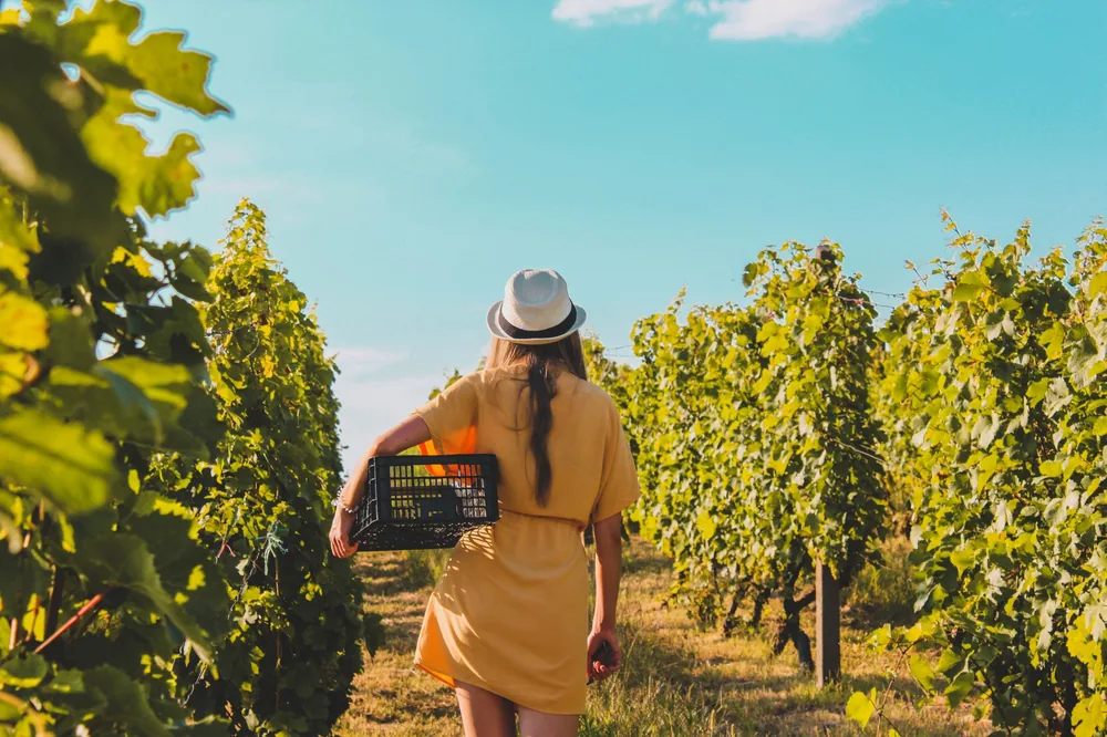A woman in a yellow dress carries a basket through a lush vineyard under a bright sky