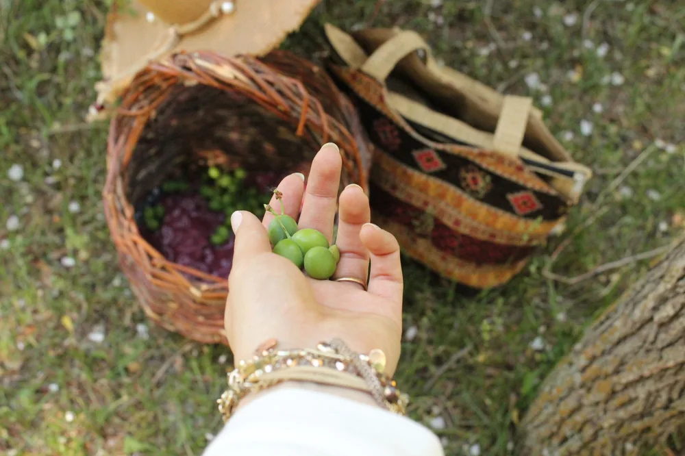 A woman's hand holding green grapes near a wicker basket outdoors