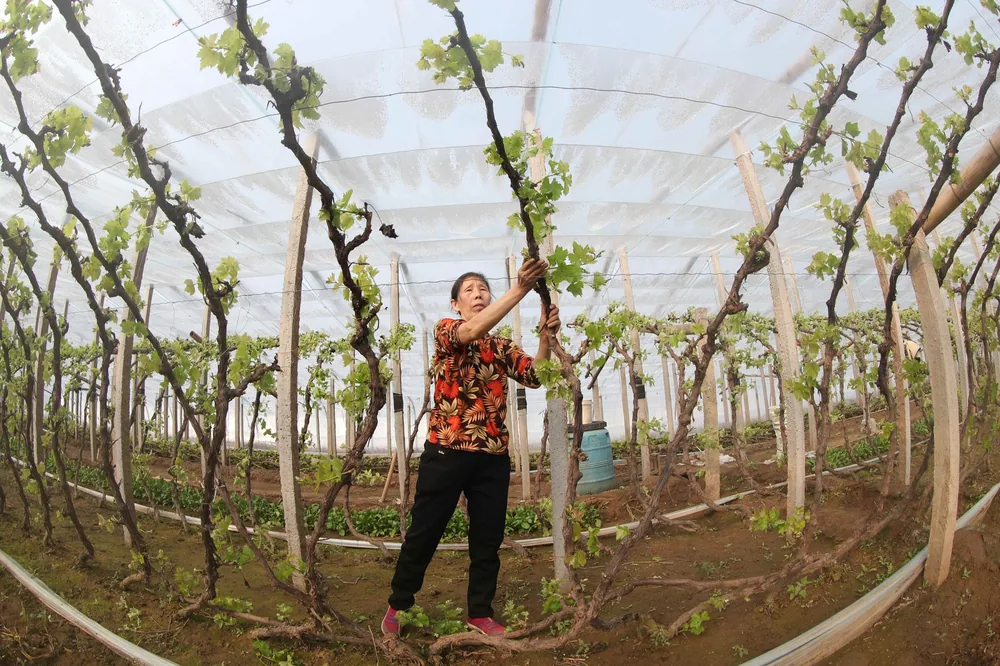 A woman tending grapevines inside a greenhouse, showcasing viticulture and agriculture