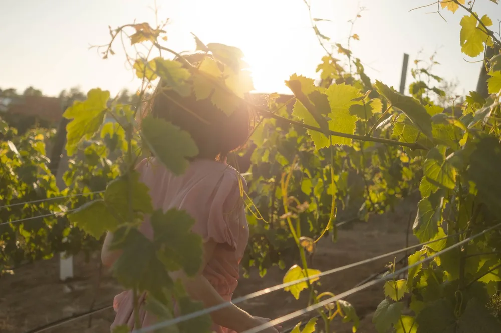 A woman walking through sunlit vineyards at daytime, with lush grapevines surrounding her