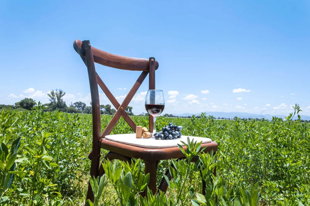 A wooden chair with a wine glass and grapes in a lush vineyard under a clear blue sky