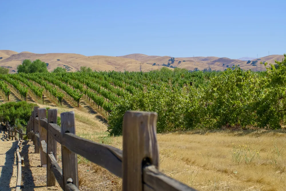 A wooden fence in front of a vineyard