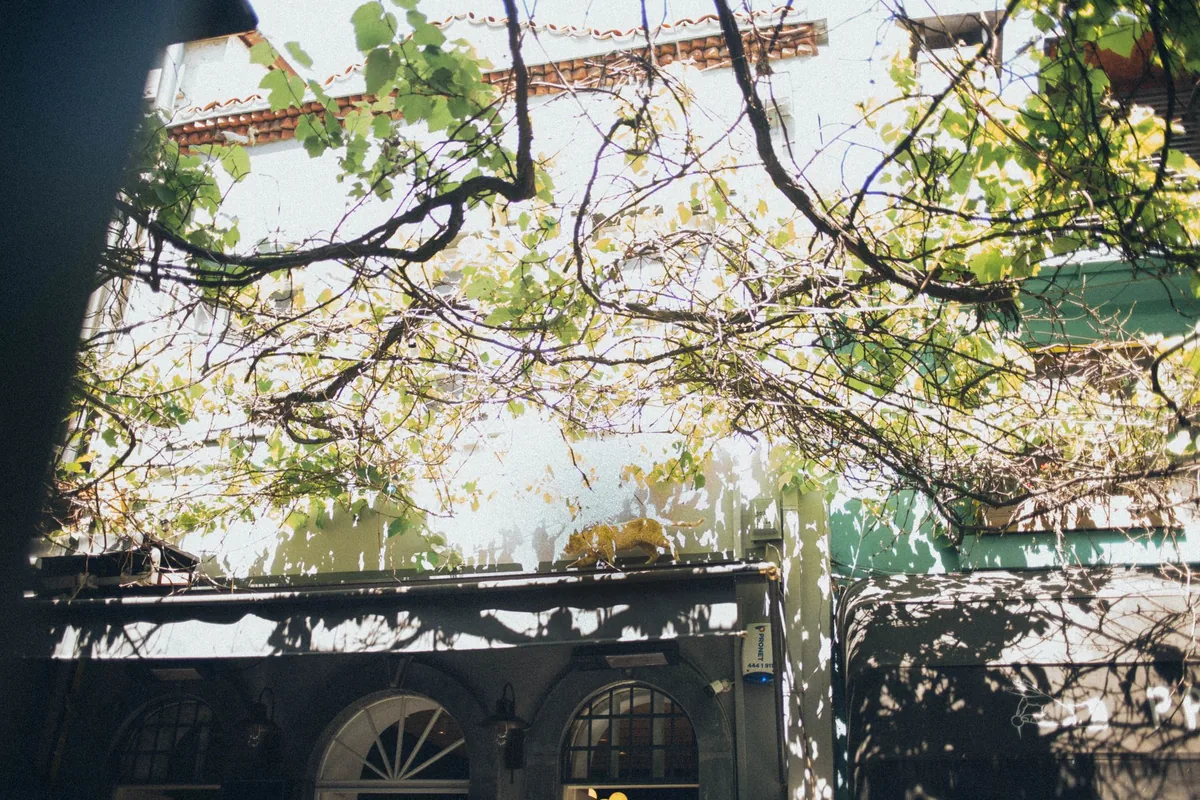 A textured facade covered with sunlit vines and branches, creating a natural canopy