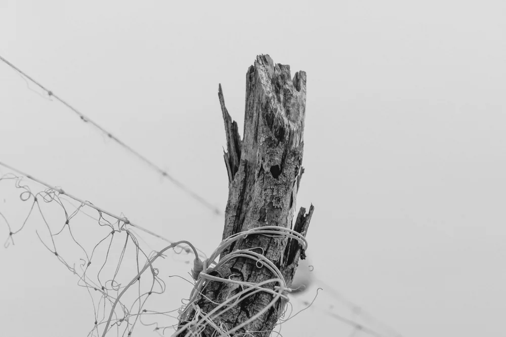 Abstract black and white photo of a wooden post entwined with barbed wire, showcasing minimalist beauty