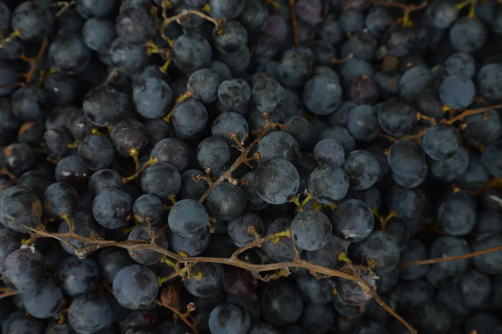 Abundant dark grapes, showcasing freshness and color, perfect for food photography