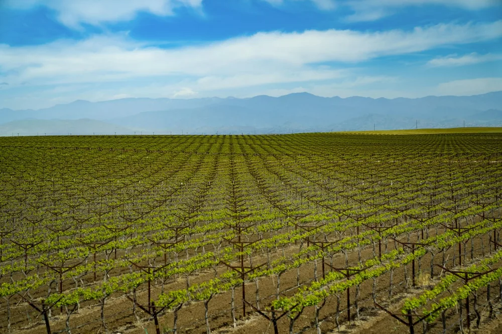 Acres of vineyard on a sunny day in central California
