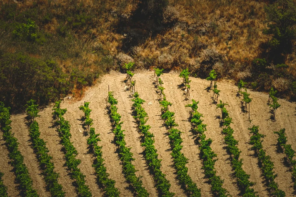 Aerial capture of green vineyard rows in a rural field, perfect for agriculture and landscape themes