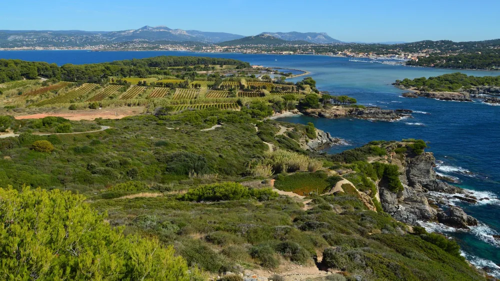 Aerial image capturing lush vineyards and a rugged coastline meeting the blue sea