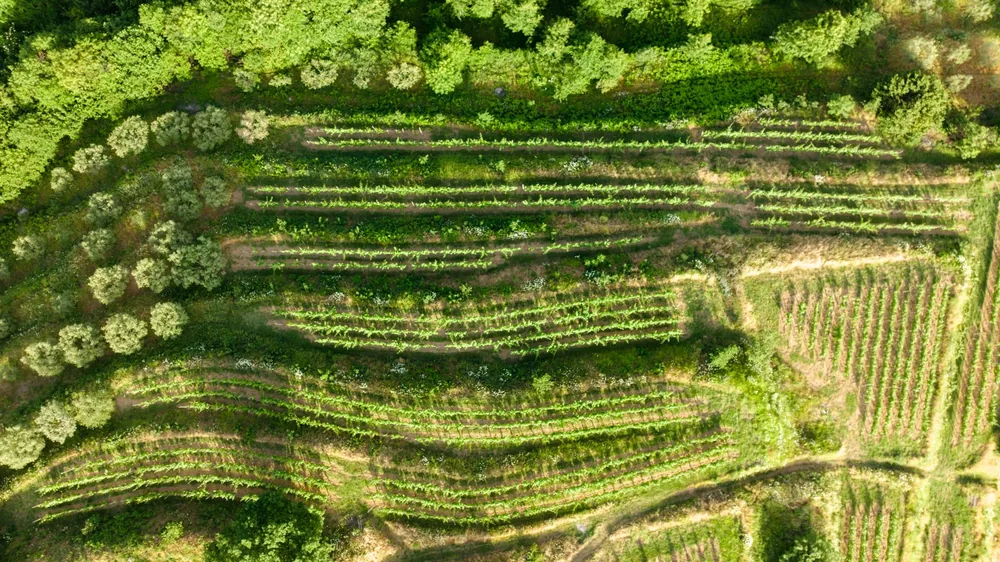 Aerial image of terraced green fields and trees captured by drone
