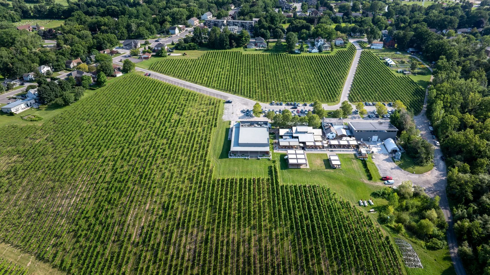 Aerial image showcasing expansive vineyard and winery with surrounding greenery and buildings in summer