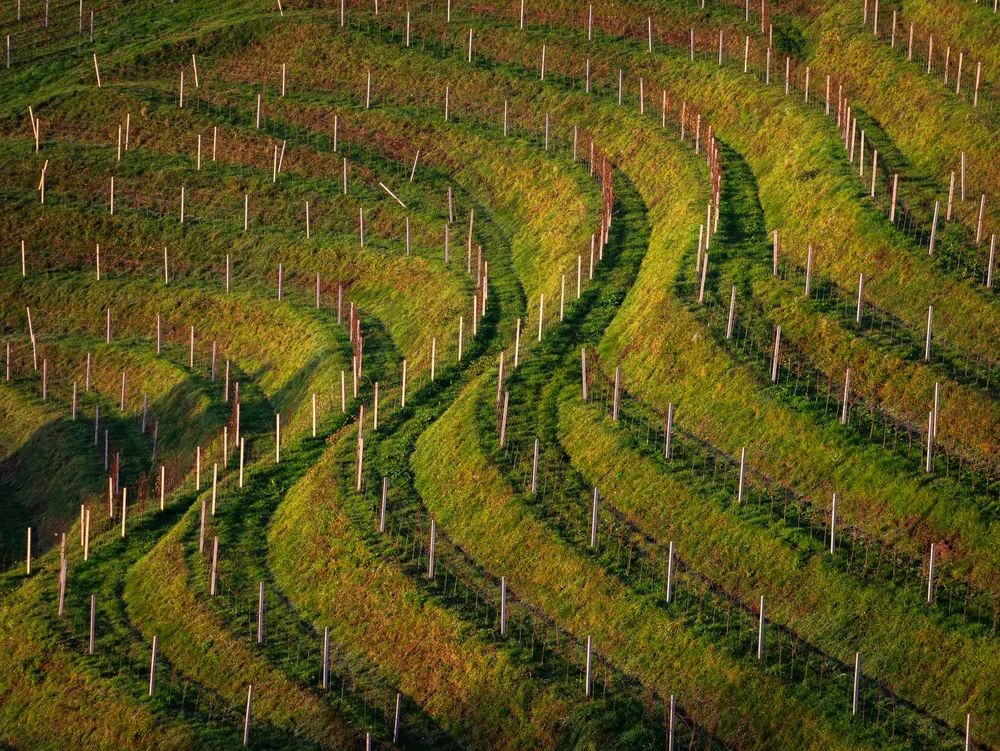 Aerial landscape of lush, terraced vineyards with distinct curving patterns on a hillside