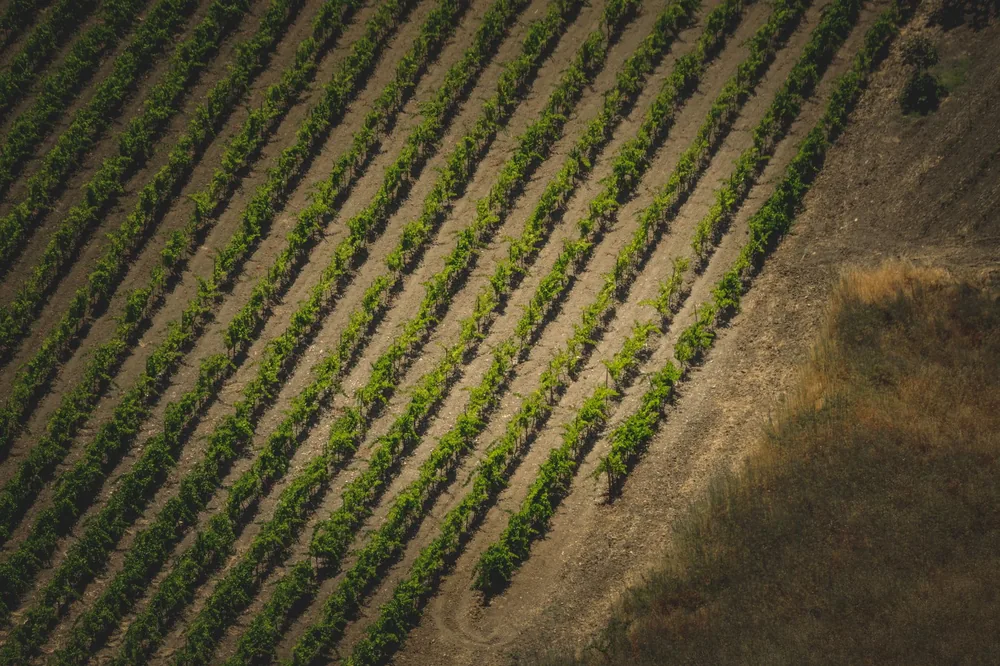Aerial photo showcasing neat rows of crops in a rural field, highlighting agricultural growth