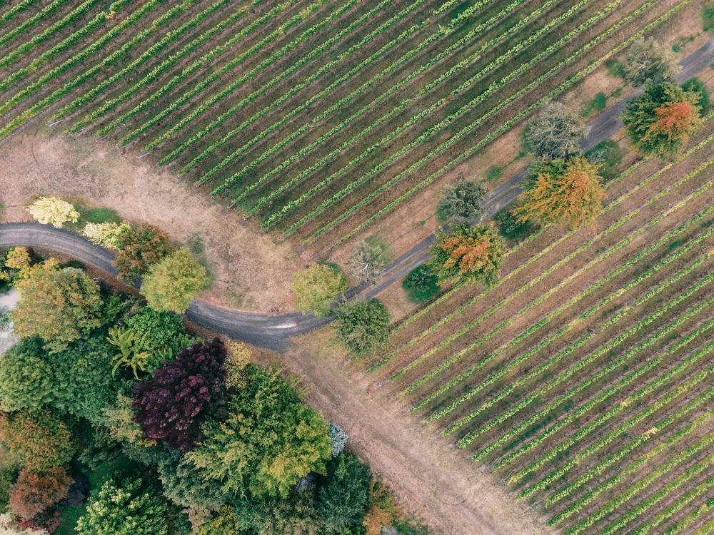 Aerial photograph of an autumn vineyard showcasing lush vines and fall colors