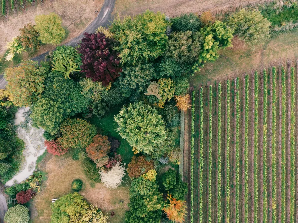 Aerial photograph showcasing autumn foliage and a vineyard in fall colors