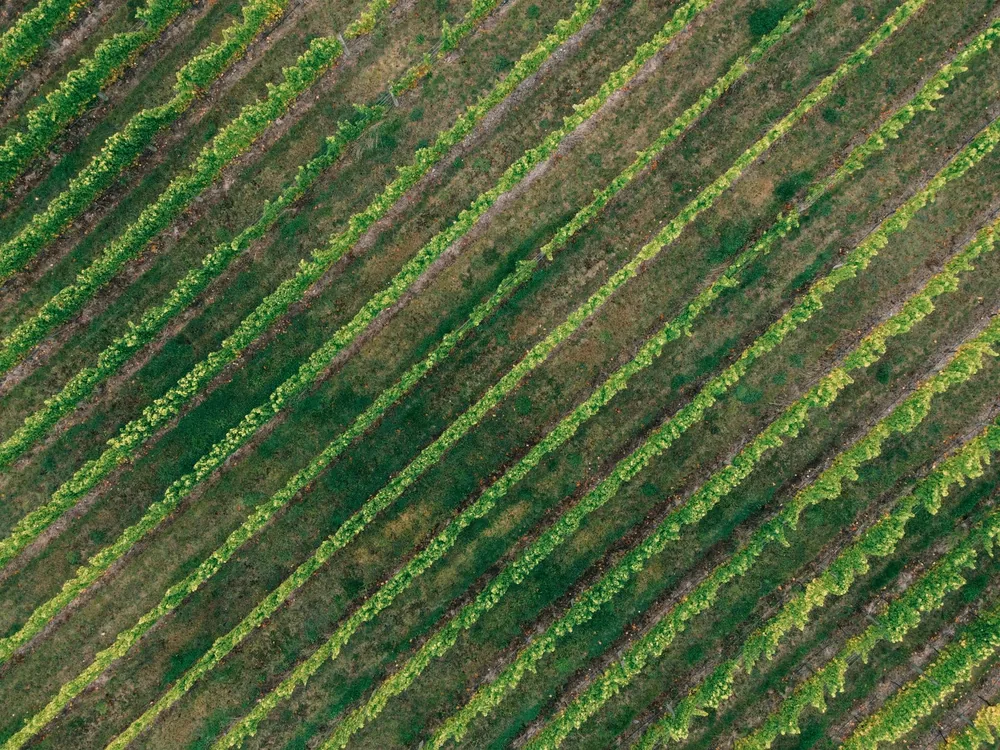 Aerial photograph showcasing lush green vineyards with diagonal rows during fall season