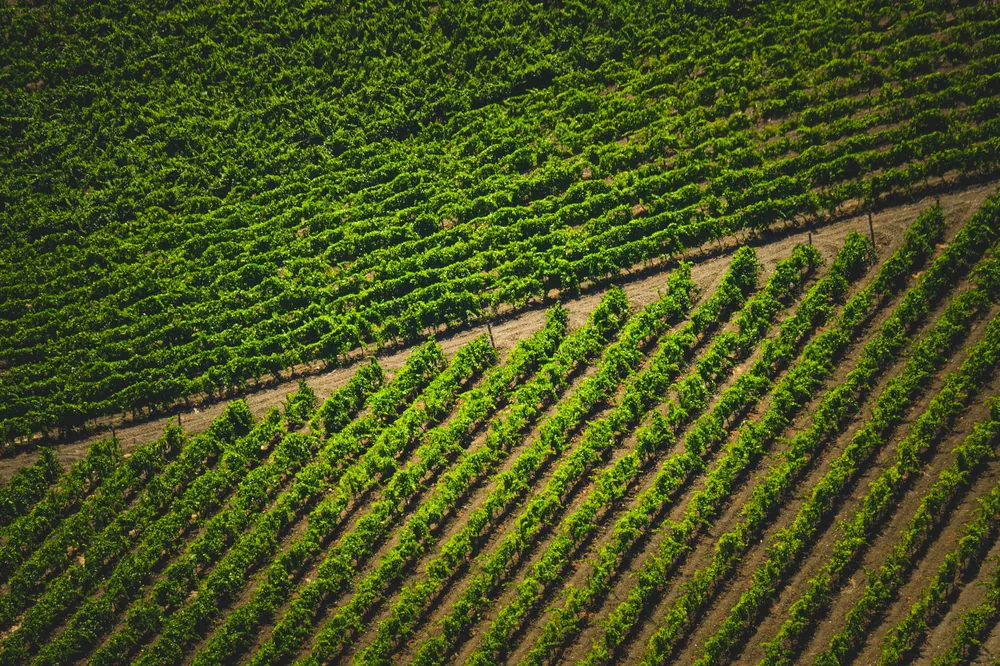 Aerial photograph showcasing neatly organized rows of green vineyards in full sunlight