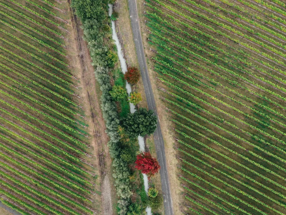 Aerial photograph showing lush vineyard rows with colorful autumn foliage separating paths