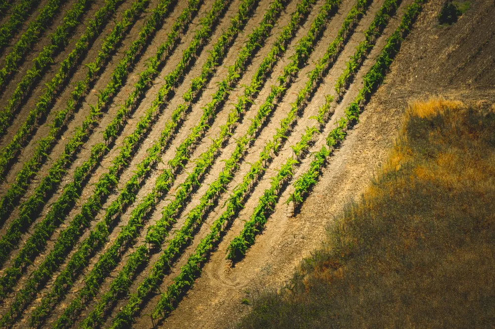 Aerial shot of green vineyard rows in summer, highlighting agricultural patterns