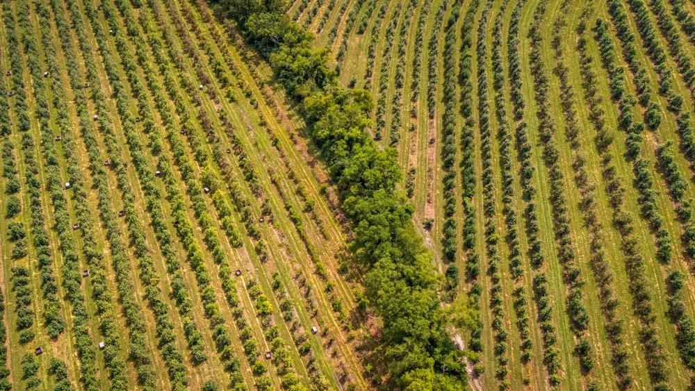 Aerial shot of lush vineyard rows with trees, conveying agriculture and nature's beauty