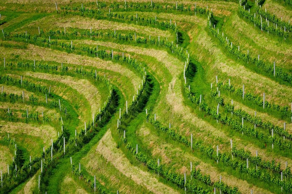 Aerial shot of verdant terraced vineyards, showcasing green patterns