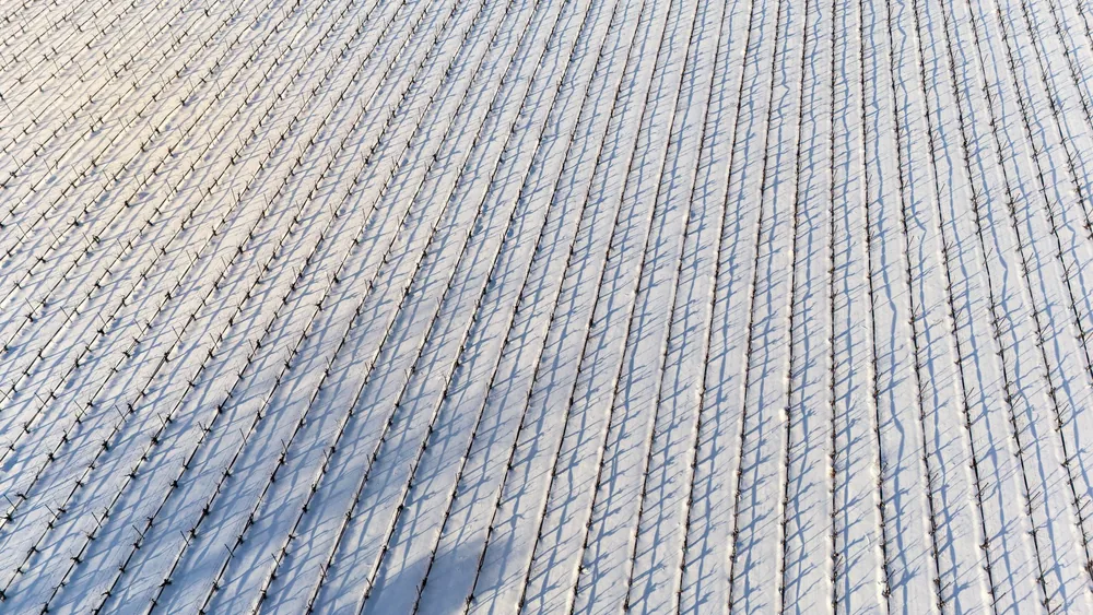 Aerial shot of vineyard rows covered in snow, showing patterns and shadows during winter