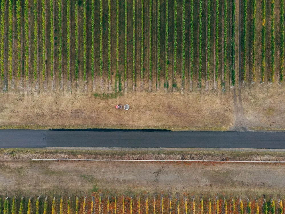 Aerial shot of vineyard rows during fall with a road and equipment in view, showcasing autumn colors