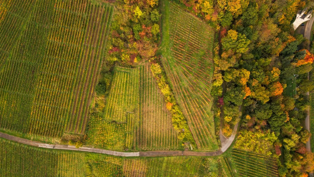 Aerial shot of vineyards and a forest with autumn colors, showcasing fall agriculture