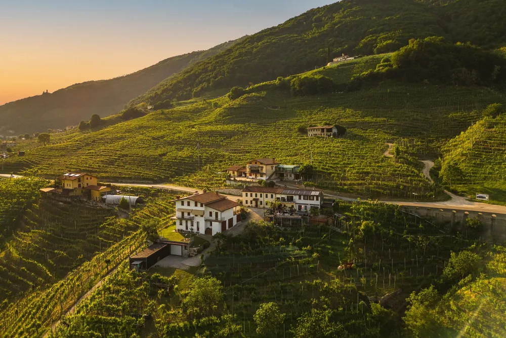 Aerial shot of vineyards and rural houses on a hillside at sunset, showcasing lush greenery