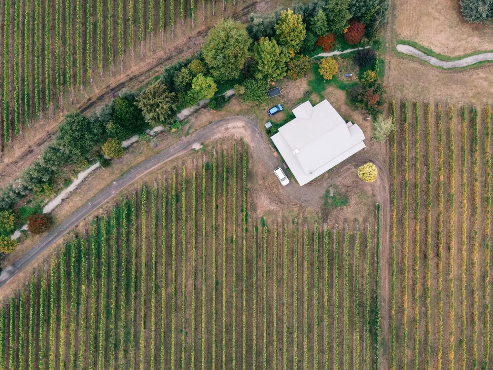 Aerial shot of vineyards in fall, featuring a central farmhouse surrounded by lush rows of grapevines