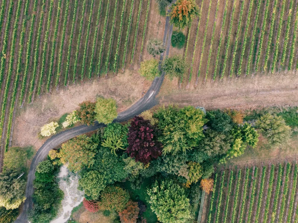 Aerial shot showcasing autumn colors in vineyards with a road winding through