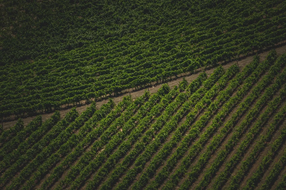 Aerial view showcasing vibrant, well-maintained vineyard rows in a sunny agricultural landscape
