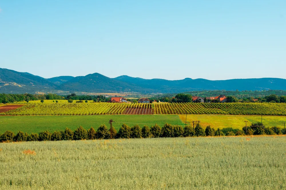 Agricultural fields with a mountain range in the background under a clear blue sky