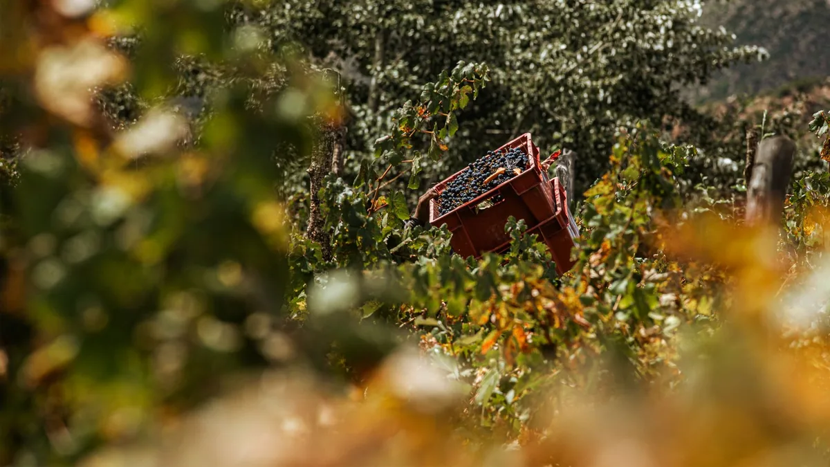 Dark ripe wine grape clusters piled in a picking crate at harvest