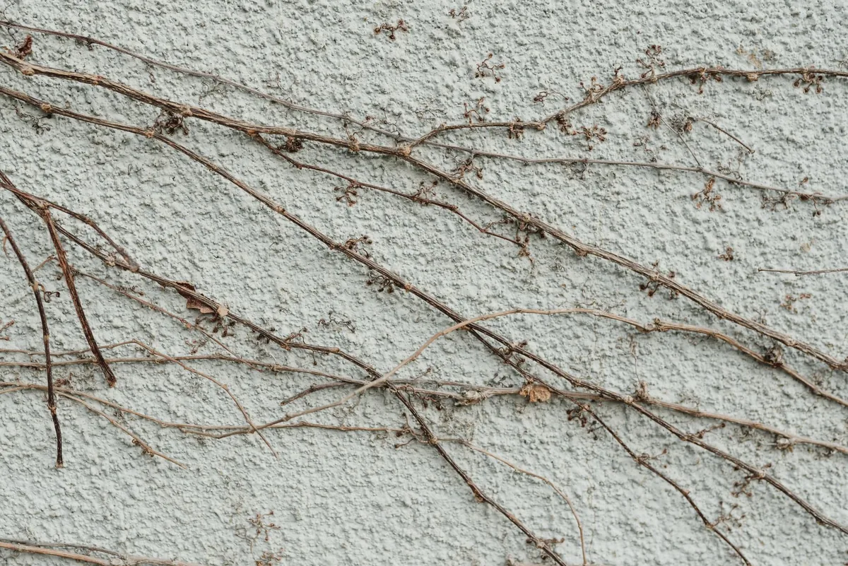 Dried vines clinging to a textured white wall