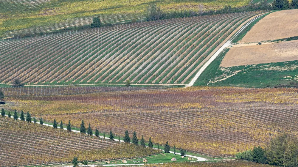 An aerial view of a field with trees